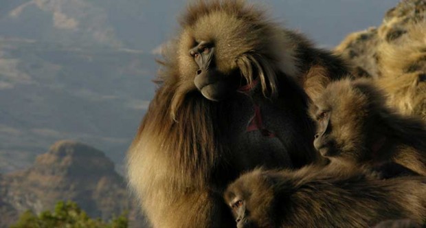 042116_cm_gelada-monkey-free
